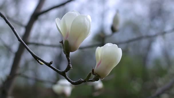 Άσπρο Magnolia Λουλούδια Λουλούδια Λευκή Μανόλια Άσπρο Magnolia Άσπρο Magnolia — Αρχείο Βίντεο