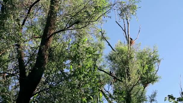 Rivière Oiseaux Cormorans Sur Les Arbres Cormorans Nicheurs Oiseaux Faisant — Video