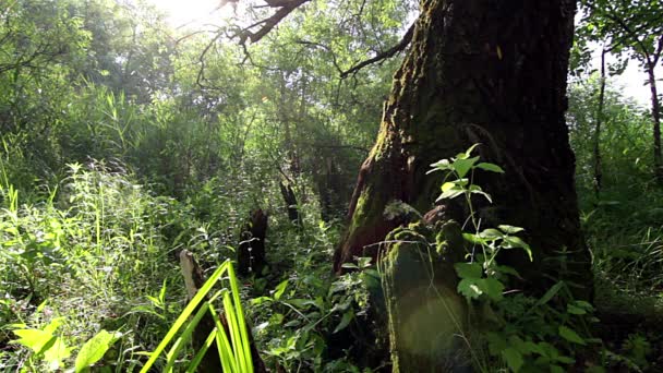 Старе Дерево Сонячні Відблиски Старе Яскраво Зелене Дерево Яскраво Зеленому — стокове відео
