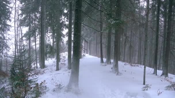sněhová bouře v borovém lese zimní vánice v lese, lesní stromy v sněhová bouře sníh v lese v zimě, blizzard sněhová bouře v lese, sníh, zimní, vánoční strom a přírodní borovice lesní krajina