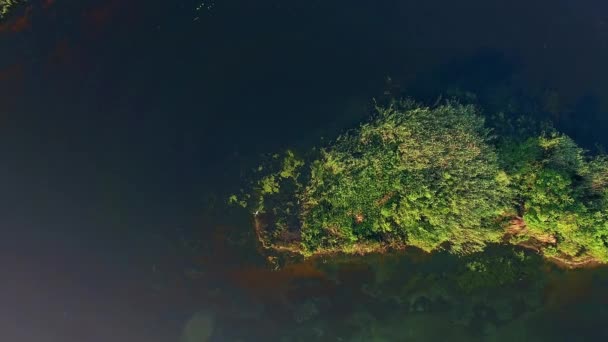 Vista Aérea Garza Blanca Lago Vuelo Garza Blanca Sobre Río — Vídeo de stock