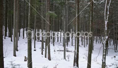 kış, kış çam ormanı, doku kış orman, güzel kış orman, kış iğne yapraklı orman, kış kar kar yağıyordu Çam ormanıyla iğne yapraklı orman manzara güzel ağaç arka plan