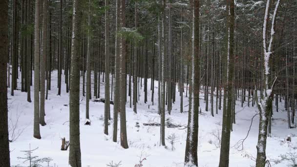针叶林在冬天 冬天松树森林 冬天森林的纹理 美丽的冬天森林 冬天针叶林 雪松树森林与冬天雪风景美丽的树背景 — 图库视频影像