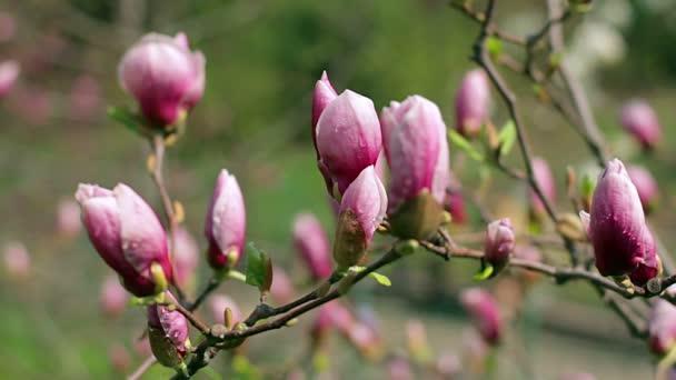Tau Auf Den Rosa Magnolienblüten Blüten Der Rosa Magnolie Rosa — Stockvideo