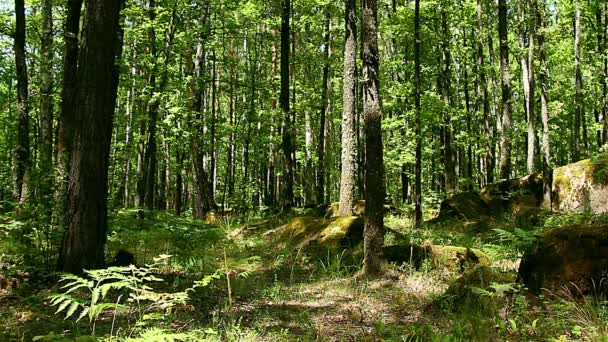 Steindorf Der Ukraine Große Steine Wald Das Traktsteindorf Zhytomyr Region — Stockvideo