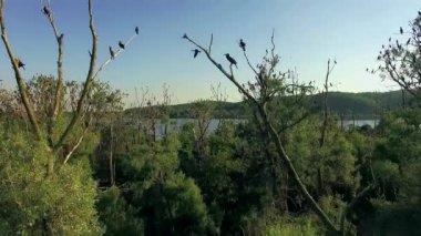 Karabatak ağaçlarda hava görünümünü, iç içe geçmiş karabatak, kuşlar yuva yapma, Double-Crested karabatak su kuşları, beyaz ağaç ve siyah karabatak hava görünümünü, ağaç üzerinde dinlenme karabatak Kuru