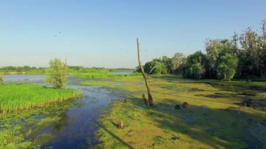 Nehri üzerinde eski ağaç gövdesi üzerinde sinek, 4k hava eski ağaç yosun ağaç gövdesi ve nehir kıyısına bir tekne ile büyümüş riverbank görüntüleyin