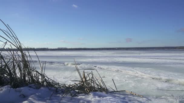 冻的芦苇和冰 湖面上的蓝色冰 河上的冰 冬湖上的干芦苇 阳光下的芦苇 冬天的风景 被雪覆盖的河岸 — 图库视频影像