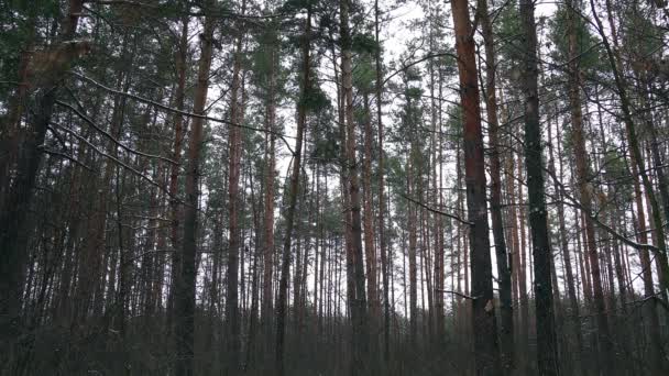 Хвойный Лес Зимой Зимний Сосновый Лес Текстура Зимнего Леса Красивый — стоковое видео