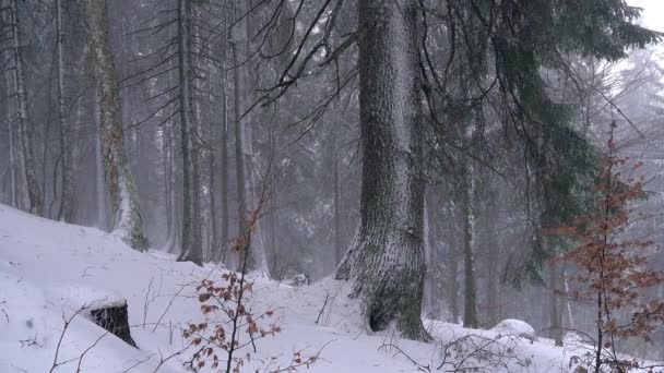 神话般的冬天森林 松树冬天森林中的暴风雪 森林里的暴风雪 雪中的森林 冬天在森林里的播种 冬天在树林里的暴风雪暴雪下雪 — 图库视频影像