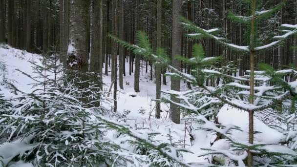 Giovani Alberi Natale Nella Neve Giovani Alberi Natale Nella Foresta — Video Stock