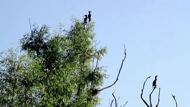 Fluss Und Vögel Kormorane Auf Bäumen Nistende Kormorane Vögel Die — Stockvideo