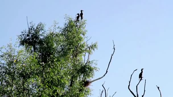 Río Aves Cormoranes Sobre Árboles Anidación Cormoranes Aves Haciendo Nidos — Vídeos de Stock