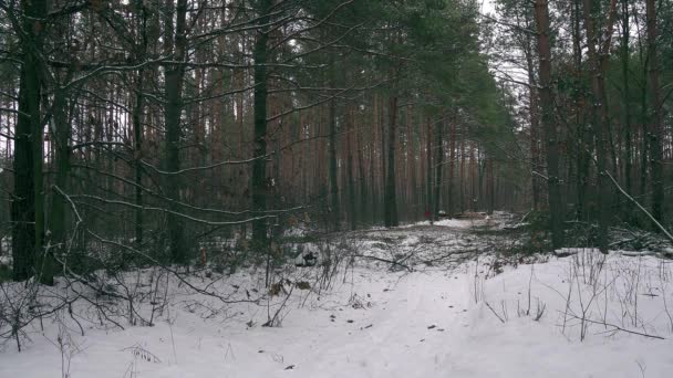 一群游客在冬天的森林里停下来 游客在恶劣的天气里在冬天的森林里休息 在冬天的森林里发生雪灾 在松树森林里暴风雪 在森林里暴风雪 在雪灾中的针叶树 — 图库视频影像
