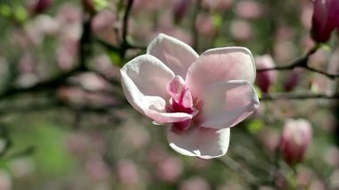 Pembe manolya çiçekleri, pembe manolya, pembe manolya çiçekleri ağaç dalında, manolya ağacı çiçekleri, manolya tomurcukları