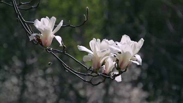 Witte Magnolia Bloemen Bloemen Van Witte Magnolia Witte Magnolia Witte — Stockvideo