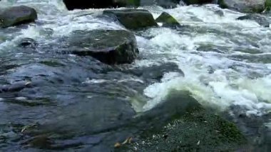 orman nehir, orman, ormanın içinde dere sakin stream