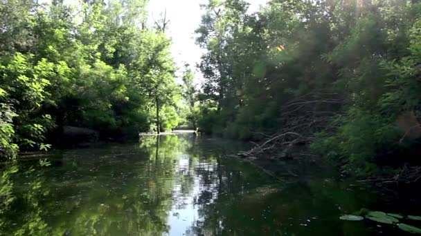 Fiume Con Sponda Ricoperta Vegetazione Fiume All Alba Alba Sul — Video Stock