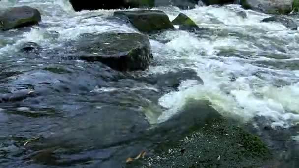 rivière de la forêt, ruisseau calme dans la forêt, ruisseau dans la forêt 