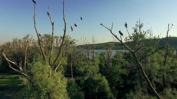 Ptaka Rzeki Ptaków Lotu Ptaka Kormorany Drzewach Lotu Ptaka Lęgowe — Wideo stockowe