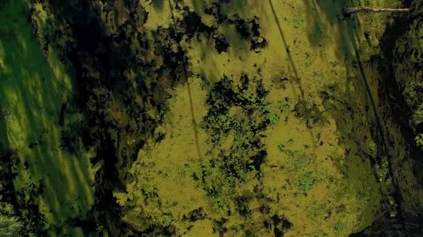 Kormorán Létat Nad Zarostlý Rybník Zarostlá Krajina Vodě Močálu Letecký — Stock video