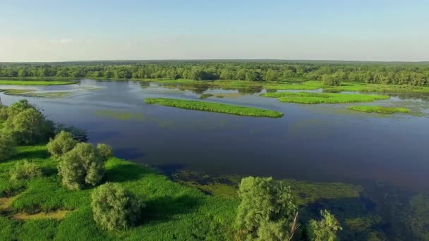 Paisaje Aéreo Río Campo Bosque Nubes Cielo Azul Volando Sobre — Vídeo de stock