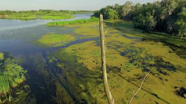 Aerial View Dry Tree Overgrown Pond Overgrown Landscape Swamp Water — Stock Video