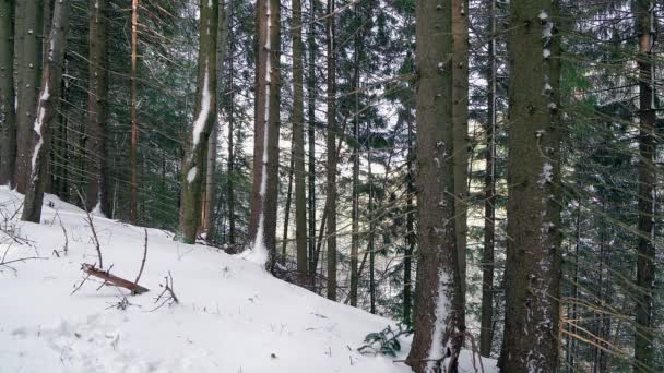 冬の松林 冬の森 美しい冬の森 冬針葉樹林 冬の雪と雪の松林のテクスチャで針葉樹林の風景美しいツリーの背景色 — ストック動画