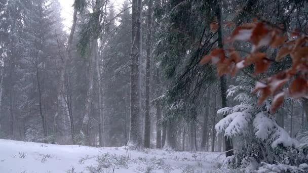すばらしい冬の森 森のフォレスト ツリーに吹雪 雪が冬の間に森林 雪が冬 クリスマス ツリー 自然森の中で吹雪ブリザードの吹雪 松林冬の雪嵐松の森林景観 — ストック動画
