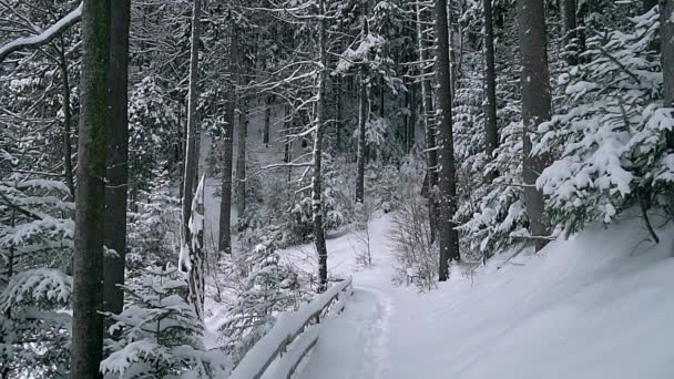 Camino Invierno Bosque Coníferas Cámara Lenta Sendero Bosque Invierno Árboles — Vídeo de stock