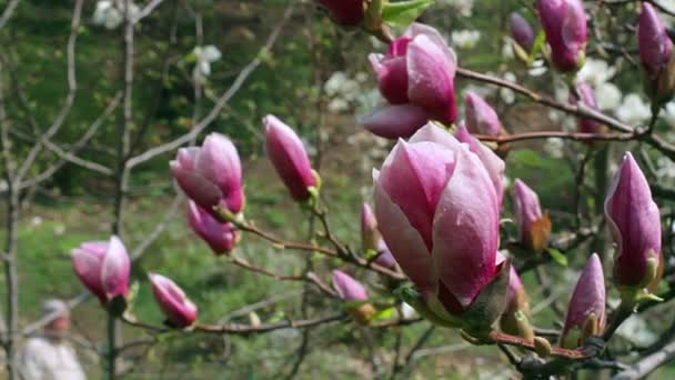ピンク マグノリアの花 ピンクのマグノリア ピンクのマグノリア 木の枝 マグノリアの木の花 モクレンの芽ピンクのモクレンの花の花の上の露します — ストック動画