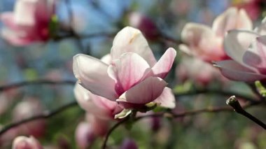 Pembe Manolya bud, Pembe Manolya, Pembe Manolya, ağaç dalı, manolya ağacı çiçeği, gökyüzü arka plan üzerinde pembe manolya çiçekleri Pembe Manolya çiçek çiçekler