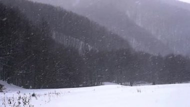 kar fırtınası'nda çam kış orman, orman, orman kar fırtınası içinde ağaçlar, sırasında belgili tanımlık kış, kış, Noel ağacı ve doğa çam ormanı peyzaj kar yağışı ormanda kar fırtınası blizzard bir ormanda kar yağışı kar fırtınasında