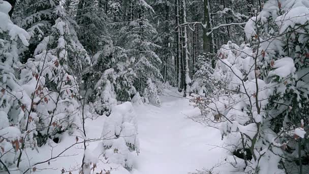 針葉樹林にスローモーションで 新鮮な雪に覆われた針葉樹の木 冬の森の小道 — ストック動画