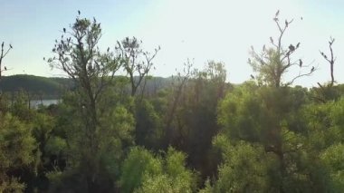 Karabatak ağaçlarda hava görünümünü, iç içe geçmiş karabatak, kuşlar yuva yapma, Double-Crested karabatak su kuşları, beyaz ağaç ve siyah karabatak hava görünümünü, ağaç üzerinde dinlenme karabatak Kuru