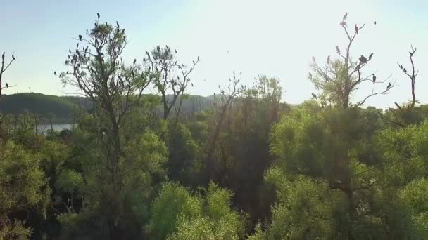 Vista Aérea Los Cormoranes Los Árboles Vista Aérea Los Cormoranes — Vídeo de stock