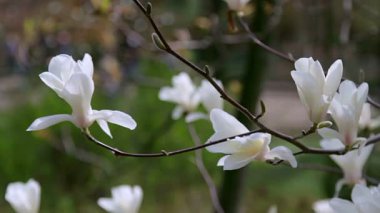 Beyaz Manolya çiçek, beyaz Manolya, beyaz Manolya, ağaç dalı, manolya ağacı çiçeği, beyaz Manolya çiçeği çiçek doğal arka plan üzerinde beyaz Manolya çiçek çiçekler