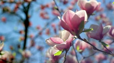 Pembe Manolya, pembe manolya çiçekleri Pembe Manolya çiçek ağaç dalı, manolya ağacı çiçeği, gökyüzü arka plan üzerinde Pembe Manolya Çiçeği