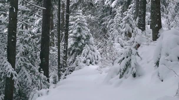 冬に若いクリスマス ツリーの森林 新鮮な雪 雪に覆われたもみを朝日に覆われた針葉樹の木 冬の木を通して輝く太陽の光 — ストック動画