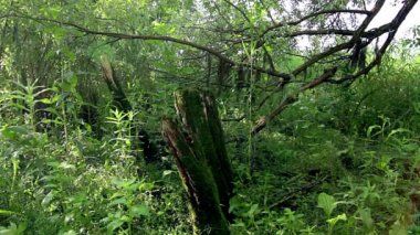 eski ağaç gövdesi, yosun kaplı eski parlak bir yeşil çayır, ağaçlar, orman ağaçları parlayan ışık yaprakları ile akış güneş parlamayı ağacında budaklı,
