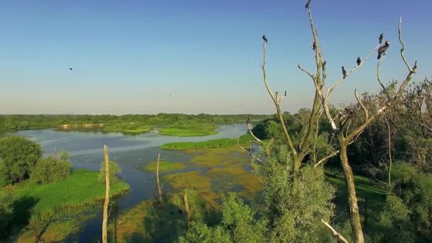 Vista Aérea Los Cormoranes Los Árboles Vista Aérea Los Cormoranes — Vídeo de stock