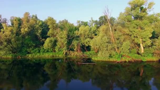 le long de la rive 4K vue aérienne, Drone vol le long de la rive se déplaçant près des arbres, Les arbres sur la rive de la rivière , 