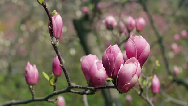 Tau Auf Den Rosa Magnolienblüten Blüten Der Rosa Magnolie Rosa — Stockvideo