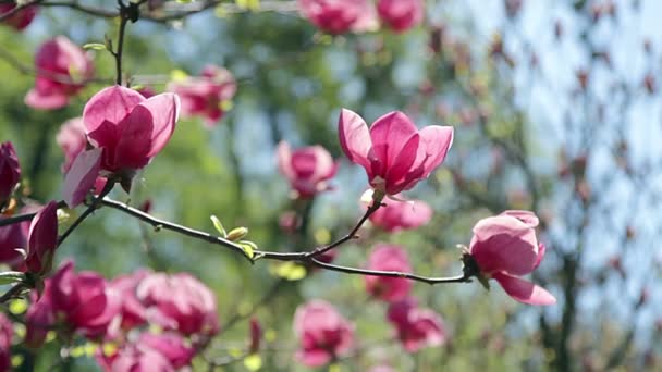 粉红色的木兰花 粉红色的木兰 树枝上的粉红色木兰花 玉兰树的花 天空背景上的粉红色木兰花 — 图库视频影像
