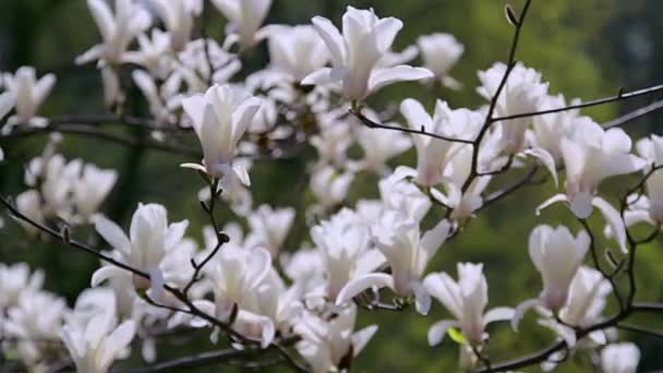 Bílá Magnolia Květy Květy Bílé Magnolia Bílá Magnolia Bílé Květy — Stock video