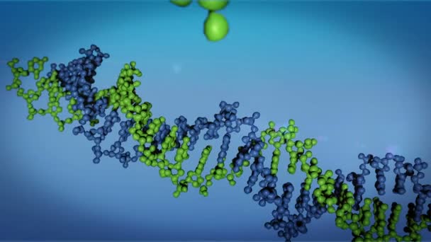 Dna Close Dna Molecule Model Dna Strands Dna Animation — Stock Video