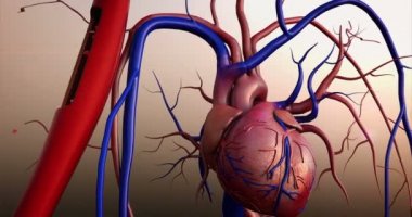 İnsan kalbi, insan kalbi modeli, tam kırpma yolu, kalp anatomisi, insan kalbinin 4K animasyonu.