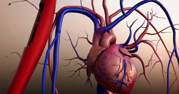 ヒトの心臓 ヒトの心臓モデル フルクリッピングパスが含まれています 心臓解剖学 人間の心臓の4Kアニメーション — ストック動画