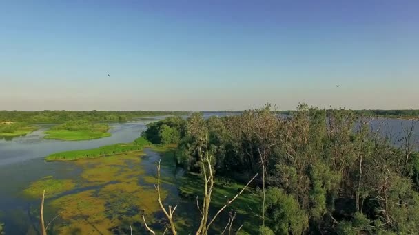 Flygfoto Över Skarvar Träd Flygfoto Häckande Skarvar Fåglar Att Göra — Stockvideo