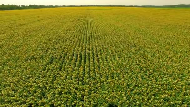 Luchtfoto Van Zonnebloemen Veld Luchtfoto Bloei Zonnebloemen Een Hemel Achtergrond — Stockvideo